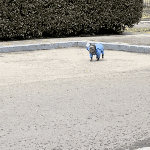 IMPERMEABLES PARA PERROS