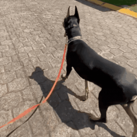 Collar Bozal De Entrenamiento Halti