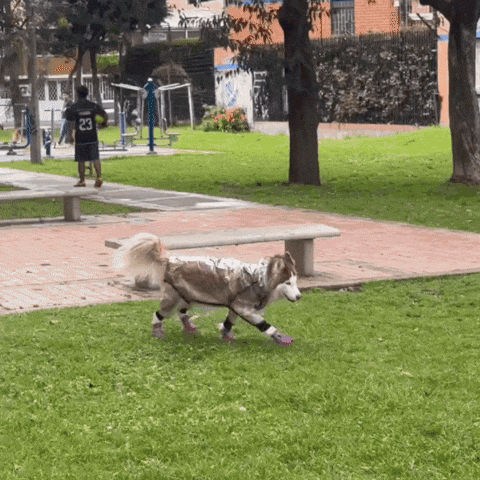 IMPERMEABLES PARA PERROS