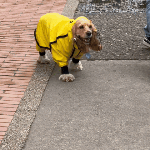 IMPERMEABLES PARA PERROS