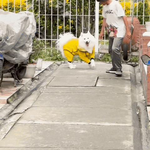 IMPERMEABLES PARA PERROS