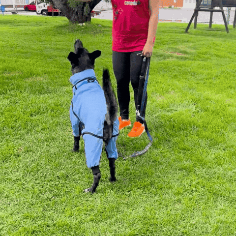IMPERMEABLES PARA PERROS