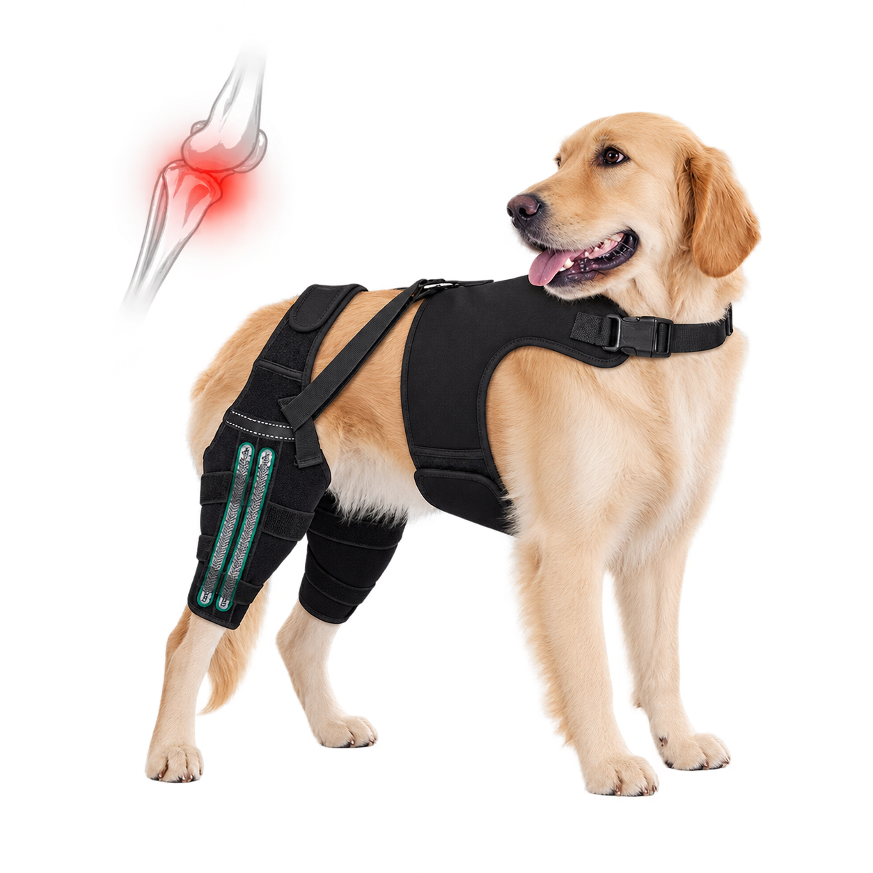 Soporte para Patas Traseras de Perros | Ayuda a Recuperar la Movilidad y Alivia el Dolor por ACL, CCL, Artritis y Displasia de Cadera