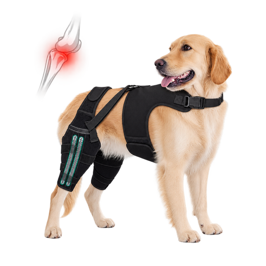 Soporte para Patas Traseras de Perros | Ayuda a Recuperar la Movilidad y Alivia el Dolor por ACL, CCL, Artritis y Displasia de Cadera