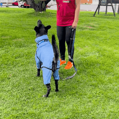 IMPERMEABLES PARA PERROS