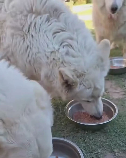 La Guía BARF Más Completa: Alimentación Natural Para Perros Felices y Saludables 🐶✨.