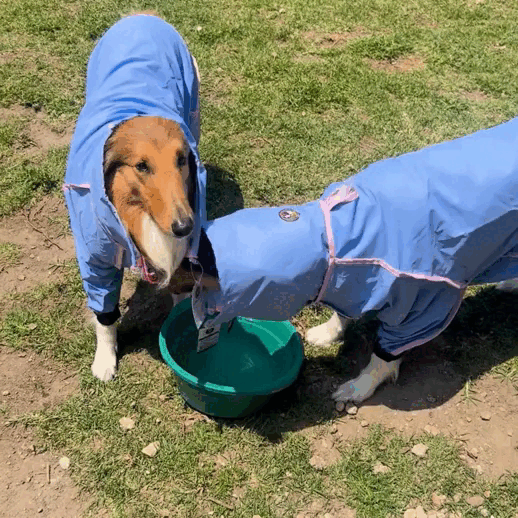 IMPERMEABLES PARA PERROS